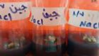 "العين الإخبارية" تكشف تفاصيل "إنتاج نخيل مقاوم للملوحة"