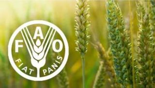 شعار منظمة الفاو