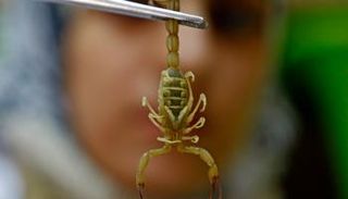 طبيبة تمسك بعقرب