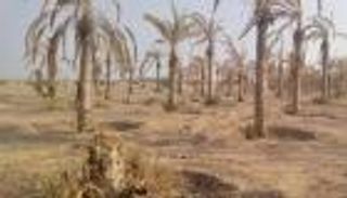 "موت النخيل".. حرب الحوثي تحرق "سلة غذاء اليمن"
