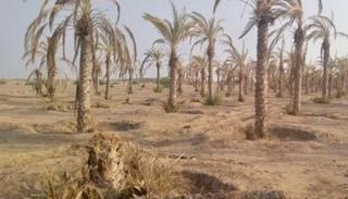 أشجار النخيل في السهل التهامي بالحديدة