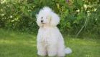 أول دبلومة لكلب متخصص في "التنبيه من مرض السكري"