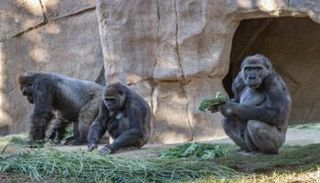 قردة في حديقة سان دييجو- أرشيفية