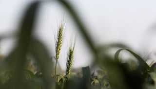 سيقان القمح بأحد الحقول