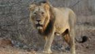 فيروس فتاك يهدد مصير آخر الأسود الآسيوية