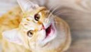 القطط تنقذ سكانا نائمين من النيران