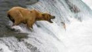 سياحة لكن خطرة.. رحلة مثيرة لمشاهدة الدببة في أمريكا الشمالية