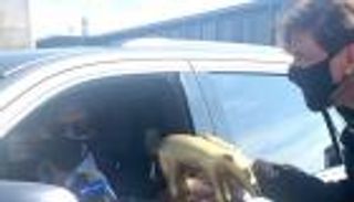 الخنزير الذهبي يطارد النجوم.. بيرلو وإبرا ضحايا أغرب جوائز العالم