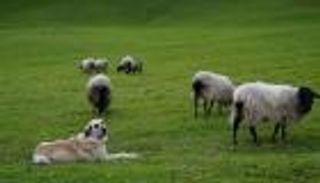 أحدث علاج ألماني لوحدة كورونا: عناق الأغنام