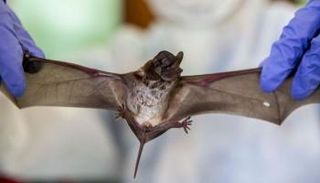 علماء صينيون يكتشفون فيروسا جديدا في الخفافيش مطابق لكورونا بنحو 95%