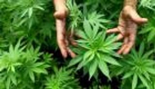 القنب الهندي.. "شرعية مقننة" عبر بوابة الاستخدامات الطبية 