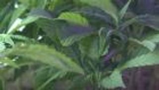 بالصور.. مقدونيا الشمالية تخطط للسيطرة على تجارة الحشيش في أوروبا