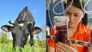 تغذية الماشية بأعشاب البحر يقلل انبعاث الميثان