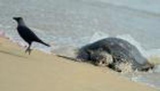 وفاة 19 تناولوا لحم سلحفاة في "أشهر الخطر"