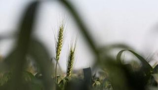 سيقان القمح بأحد الحقول