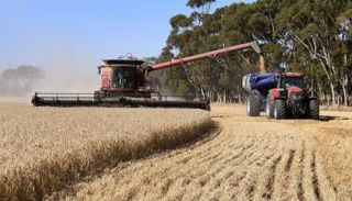 حقل قمح في إينفرلي غرب مدينة ملبورن الأسترالية