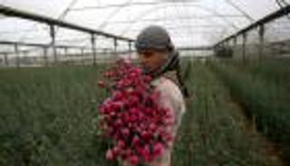 في عيد الأم 2021.. 60 ألف زهرة تنثر المحبة والوفاء بغزة