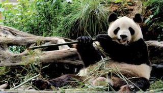 دب باندا- أرشيفية