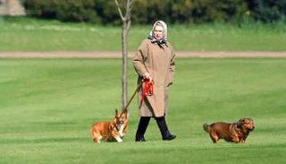 الملكة إليزابيث الثانية تعد من أشهر مالكي كلاب الكورجي في العالم 