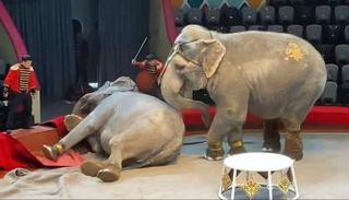 مشاجرة بين فيلين خلال عرض سيرك في روسيا