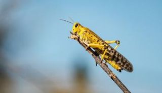 أسراب الجراد ظهرت في مناطق مختلفة