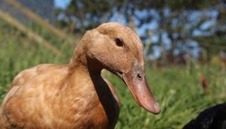 جرى إعدام 50 ألف بطة