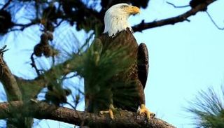 نسر أصلع ذو رأس أبيض