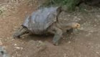 جريمة بحق 185 سلحفاة في "مختبر داروين"