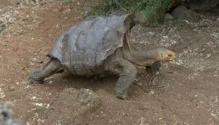 سلحفاة من نوع تشيلونويدس هودينسيس في جزر جالاباجوس