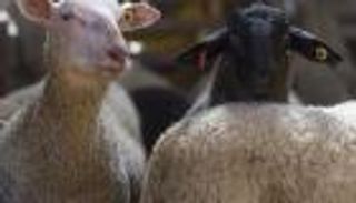 قناة السويس.. مصر تطمئن العالم على حيوانات السفن العالقة