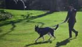 للمرة الثانية.. كلب بايدن يعض عاملا في البيت الأبيض