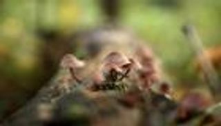 علاج كورونا.. اكتشاف "من الطبيعة" يمنع تكاثر الفيروس