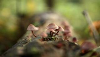 علماء يكتشفون عفنا يمنع فيروس كورونا من التكاثر