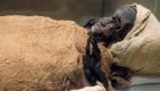 نقل المومياوات الملكية.. القاهرة تتزين لـ"الرحلة التاريخية"