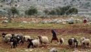 بسبب الأغنام.. 8 قتلى إثر شجار مسلح في سوريا