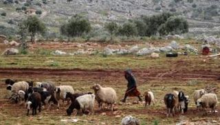 الخلاف اندلع بين عائلتين بعد دخول عدد من الأغنام إلى حقل قمح - أرشيفية