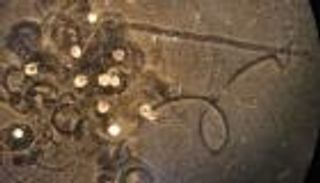 فيديو.. علماء ينجحون في ابتكار روبوتات تشفي نفسها ذاتيا