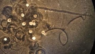 صورة مجهرية للخلايا الجذعية المضافة للروبوتات