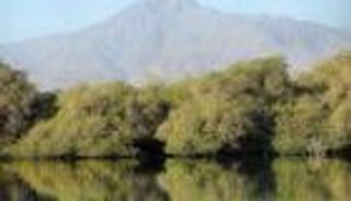 أشجار القرم بالإمارات.. كنوز بيئية تكافح التغير المناخي