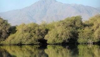 أهمية كبيرة لأشجار القرم في مكافحة التغير المناخي