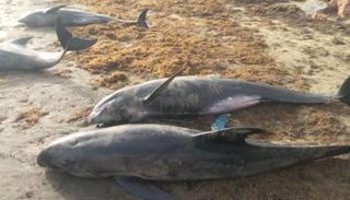 دلافين نافقة