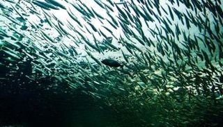 هجرة الأسماك