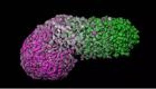 إنجاز علمي صادم: تطوير أجنة بشرية في المختبر بدون رحم