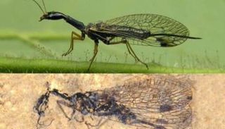 صورة تجمع بين حشرة الذبابة الأفعى والحفرية 