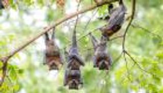 بعد كورونا.. الخفافيش تحمل مرضا قاتلا للبشر