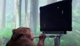 أفكار إيلون ماسك المجنونة تتحقق.. شاهد قرد يلعب "فيديوجيم"