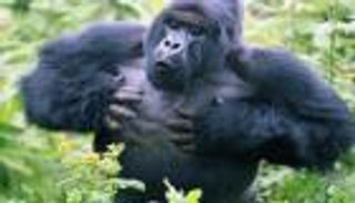دراسة: ذكر الغوريلا يقرع على صدره لجذب الإناث  