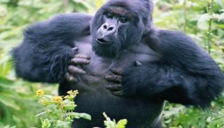  ذكر غوريلا يقرع على صدره- أرشيفية