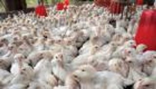 مصر تضبط سوق الدواجن قبل شهر رمضان.. إجراءات صارمة