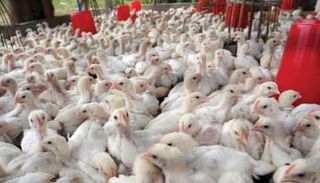 مزرعة دواجن في مصر - أرشيفية